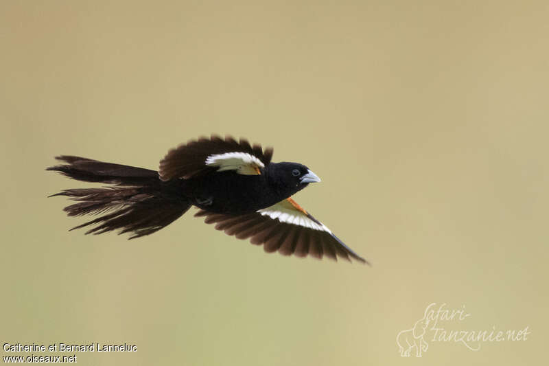 White-winged Widowbird male adult breeding, Flight