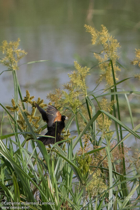 Fan-tailed Widowbird male adult, habitat, Flight