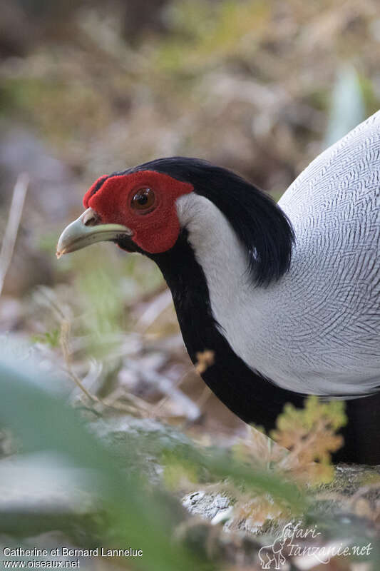Silver Pheasant male adult, close-up portrait