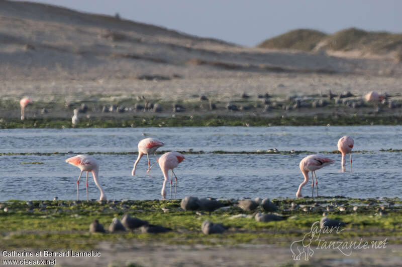 Chilean Flamingoadult, habitat, Behaviour