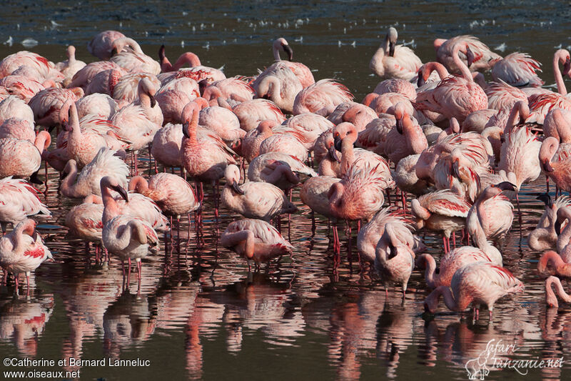 Lesser Flamingo, care