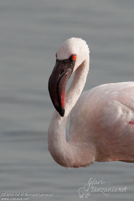 Lesser Flamingoadult, close-up portrait
