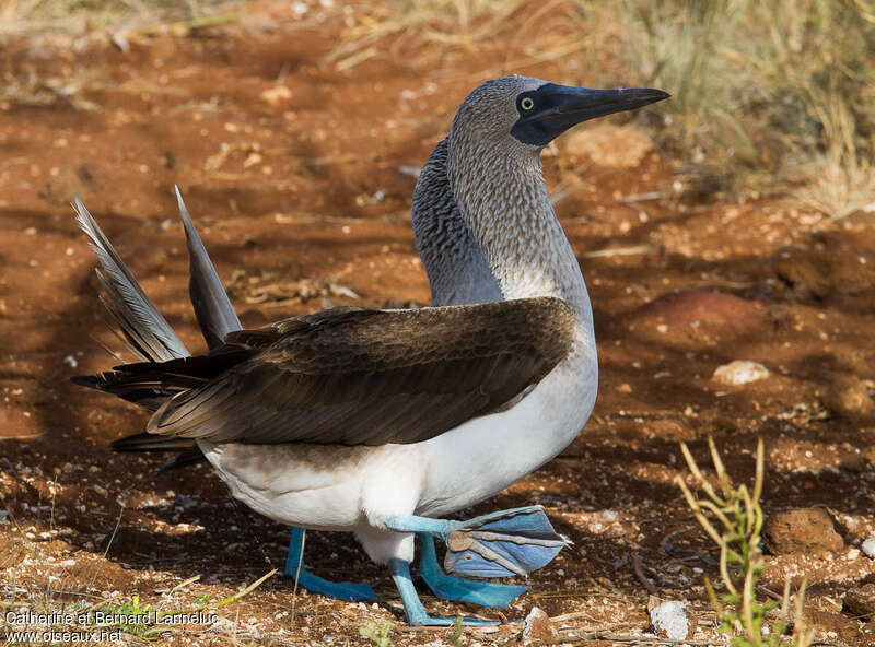 Blue-footed Boobyadult, courting display, Reproduction-nesting, Behaviour