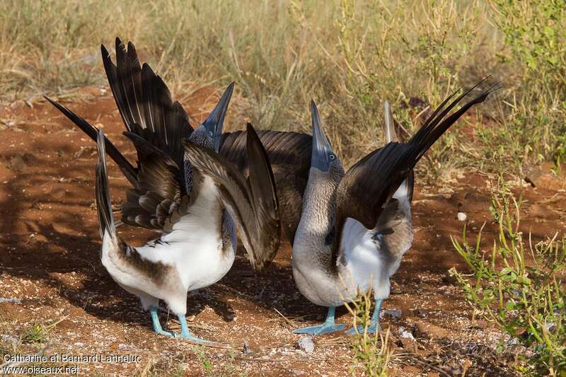Blue-footed Boobyadult, courting display, Reproduction-nesting, Behaviour