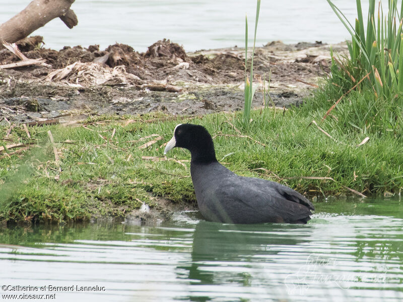 Andean Cootadult