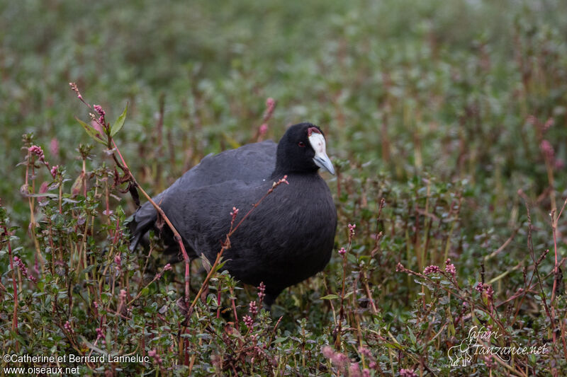 Red-knobbed Cootadult, identification