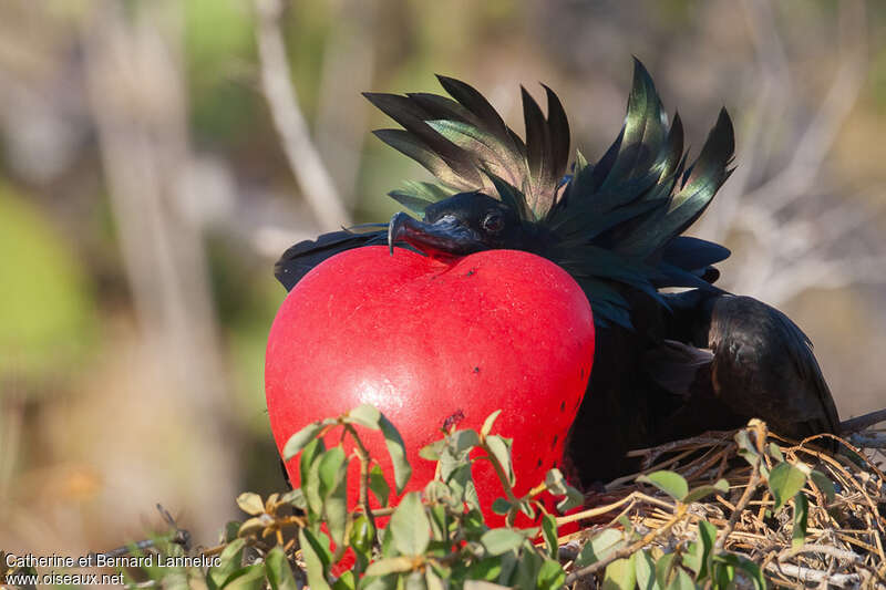 Great Frigatebird male adult breeding, pigmentation, courting display, Reproduction-nesting