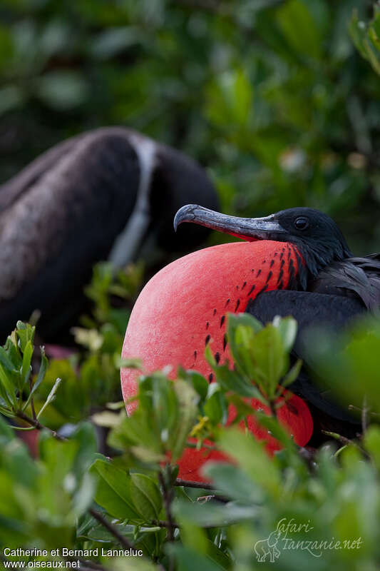 Magnificent Frigatebird male adult, close-up portrait, courting display