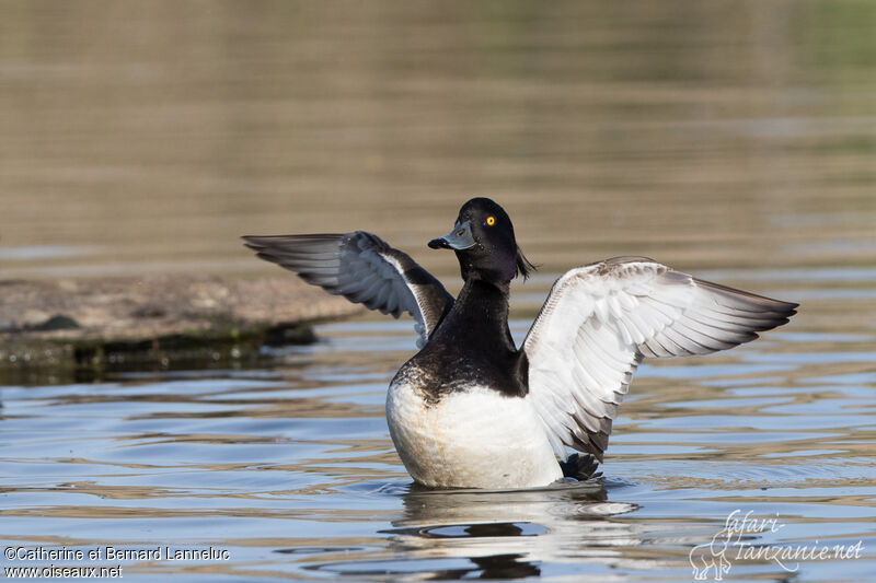 Tufted Duck male adult breeding, care