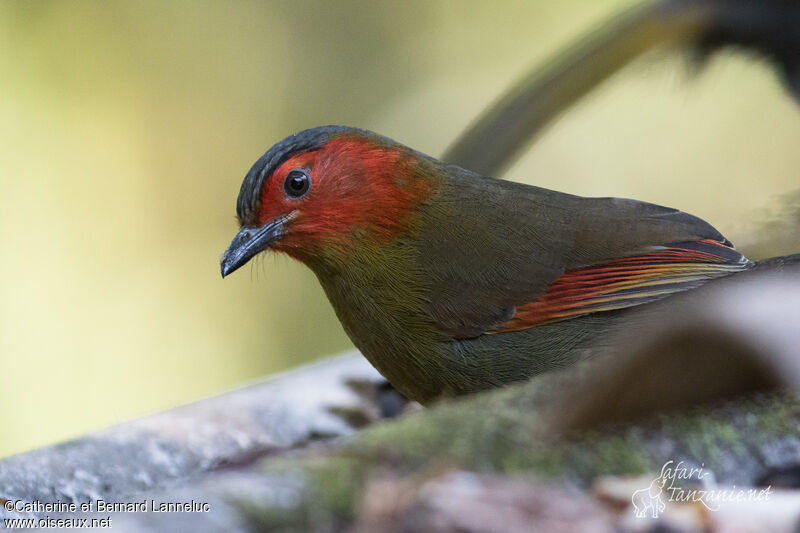 Scarlet-faced Liocichlaadult, identification