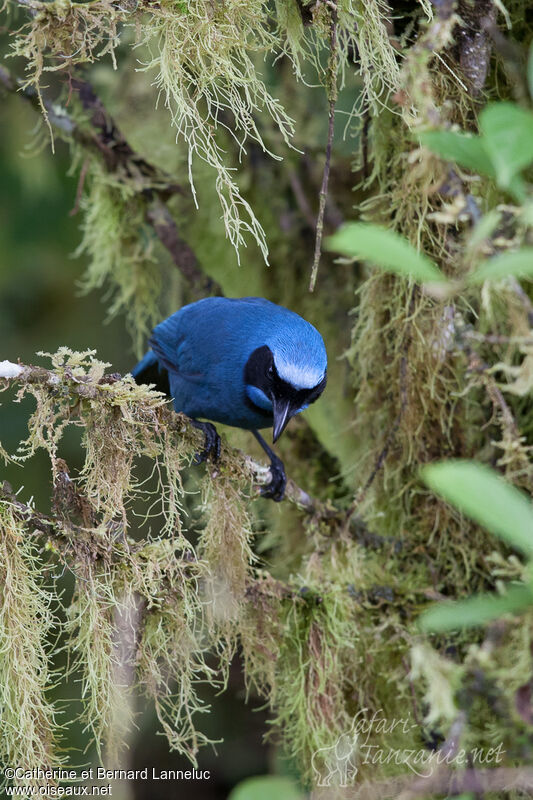 Turquoise Jayadult, habitat, Behaviour