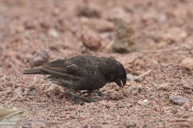 Large Ground Finch male adult transition, moulting, pigmentation, eats