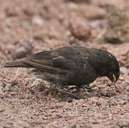 Large Ground Finch