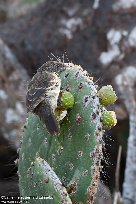 Géospize des cactus, identification, régime, Comportement