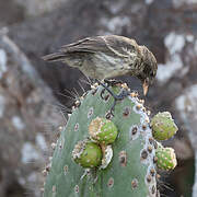 Common Cactus Finch