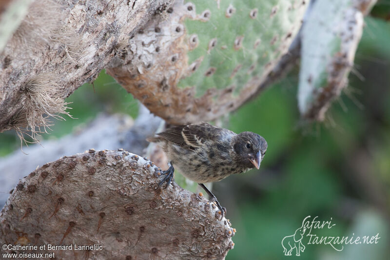 Common Cactus Finch female adult, habitat