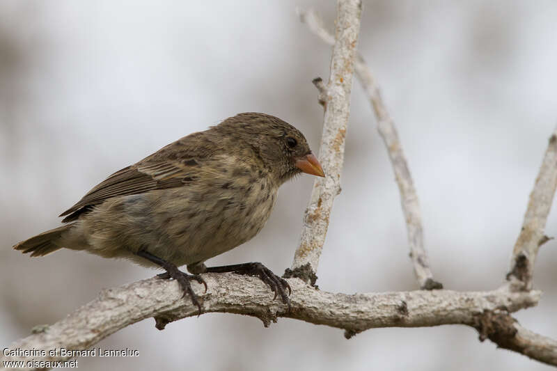 Small Ground Finch female adult, identification