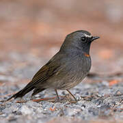 Rufous-gorgeted Flycatcher