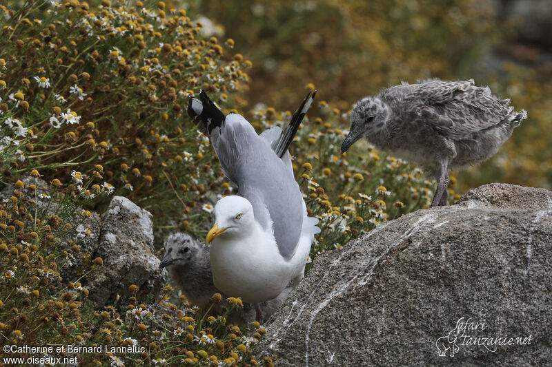 European Herring Gull, Reproduction-nesting