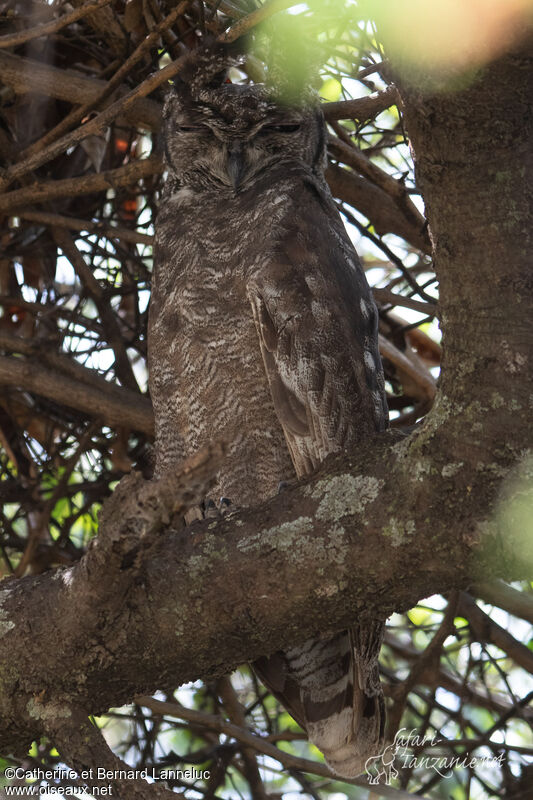 Greyish Eagle-Owladult, identification
