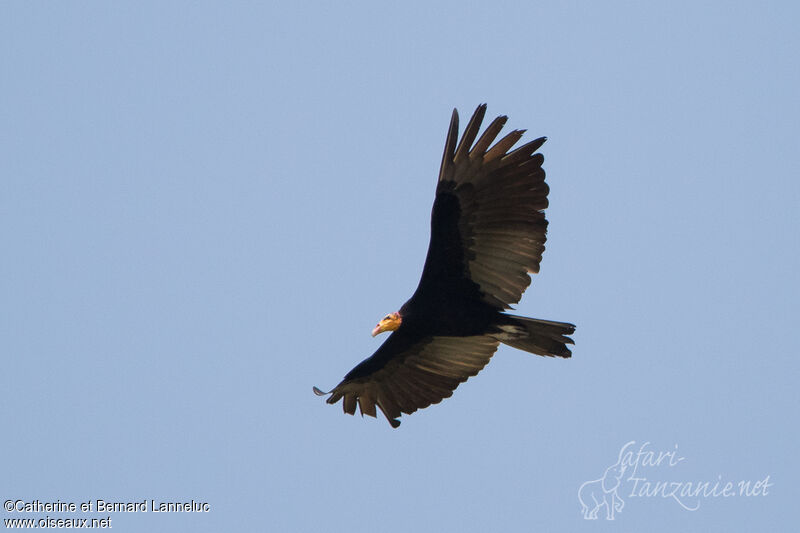 Greater Yellow-headed Vultureadult, Flight