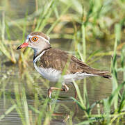 Three-banded Plover