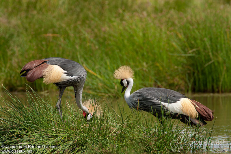 Grey Crowned Craneadult breeding, Reproduction-nesting