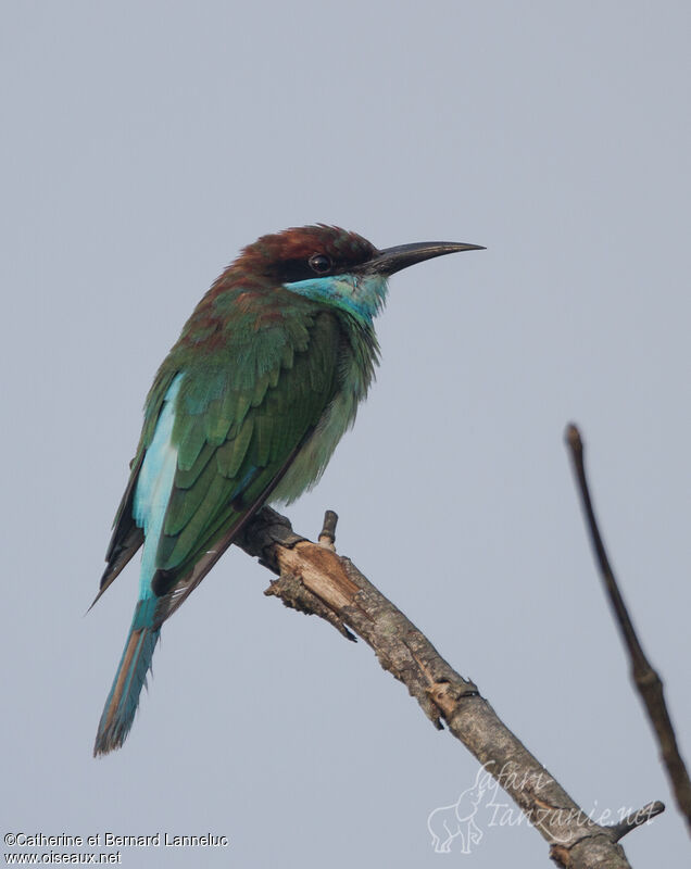 Blue-throated Bee-eatersubadult, identification