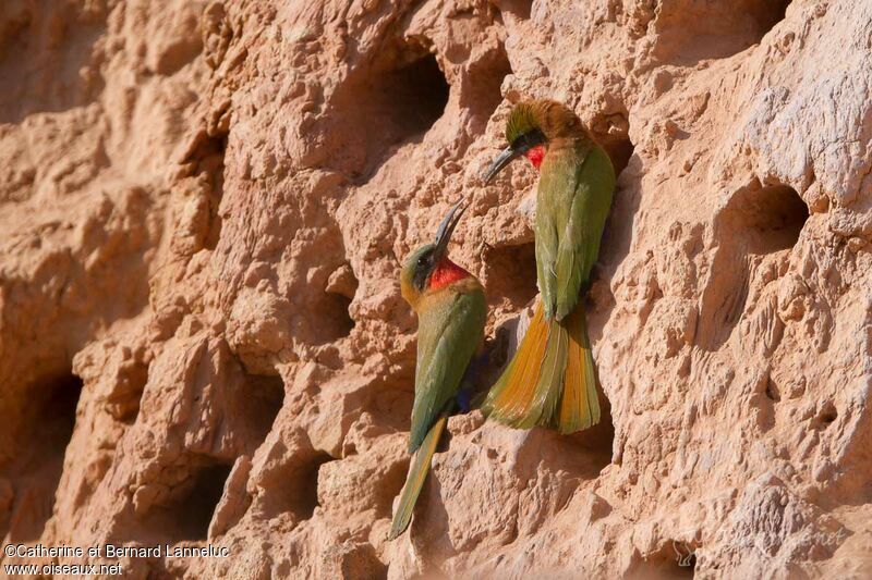 Red-throated Bee-eater, Reproduction-nesting