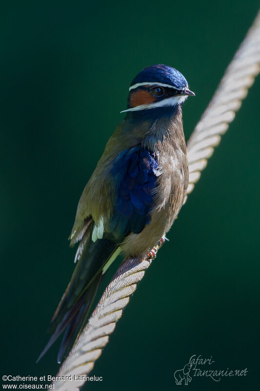 Whiskered Treeswift male adult, identification