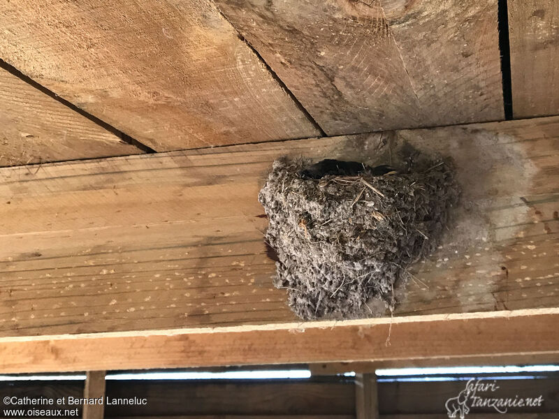 White-throated Swallow, Reproduction-nesting