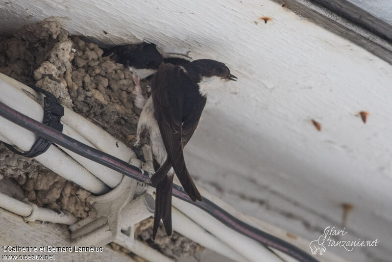 Common House Martin, Reproduction-nesting