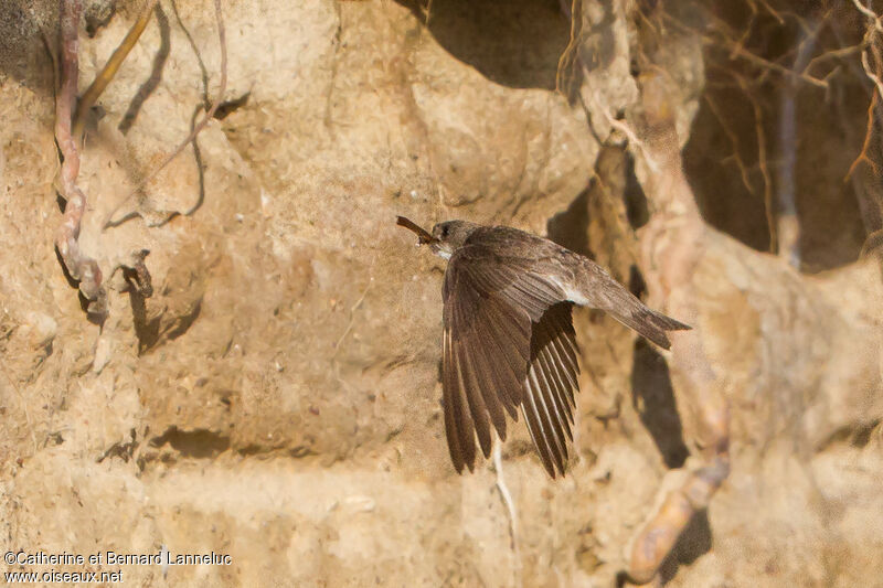 Sand Martinadult, Flight, Reproduction-nesting