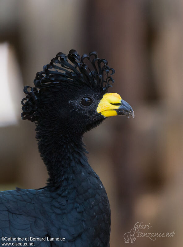 Yellow-knobbed Curassow male adult, close-up portrait, aspect