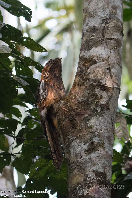 Long-tailed Potooadult, identification