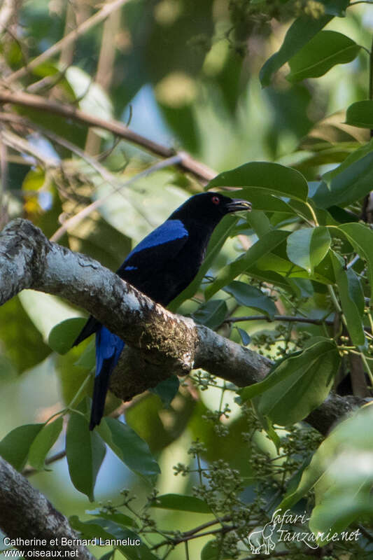 Asian Fairy-bluebird male adult, identification, eats