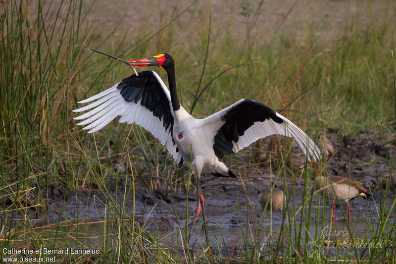 Saddle-billed Stork male adult breeding, courting display
