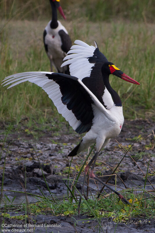 Saddle-billed Stork female, Reproduction-nesting