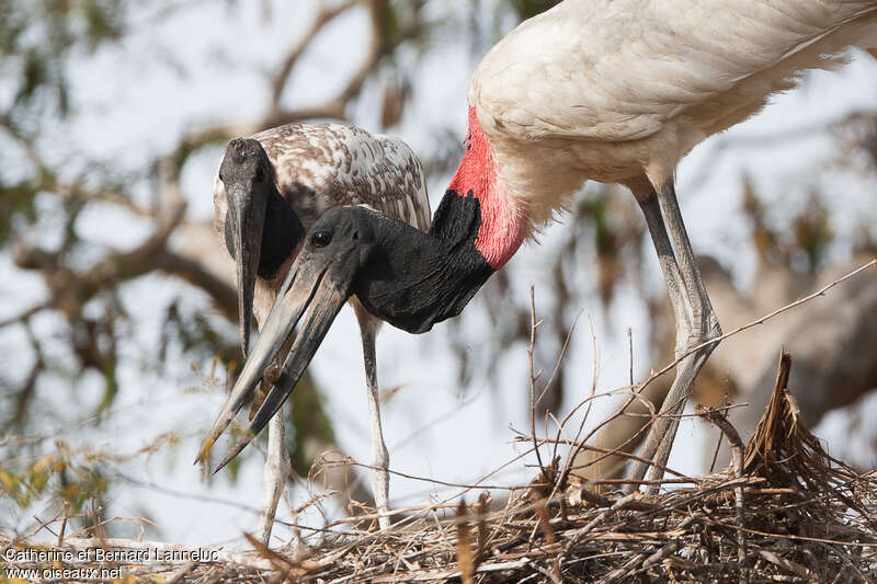Jabiru, feeding habits, Reproduction-nesting
