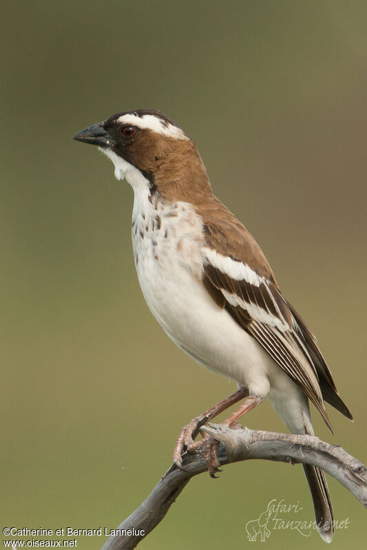 White-browed Sparrow-Weaveradult, identification