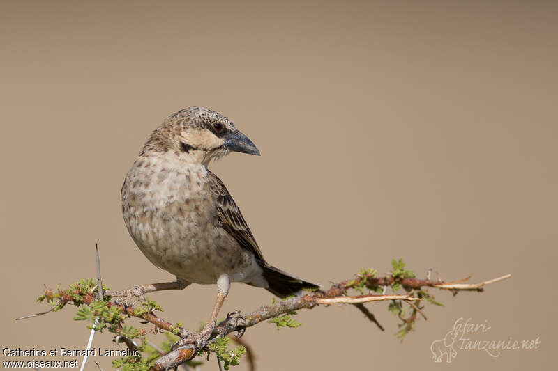Donaldson Smith's Sparrow-Weaveradult, identification, Behaviour