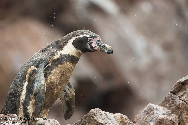 Humboldt Penguinadult, Behaviour