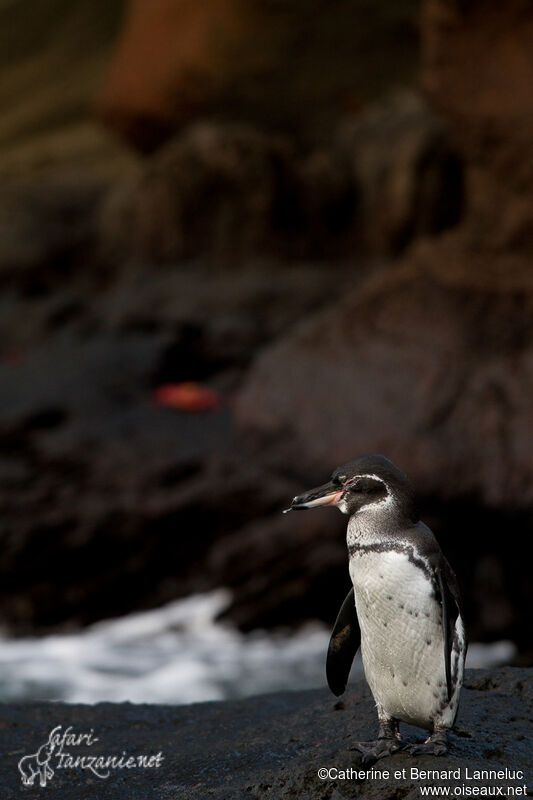 Galapagos Penguinadult, habitat