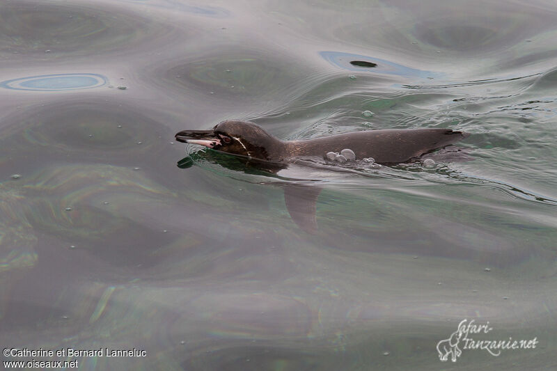 Galapagos Penguinadult, swimming