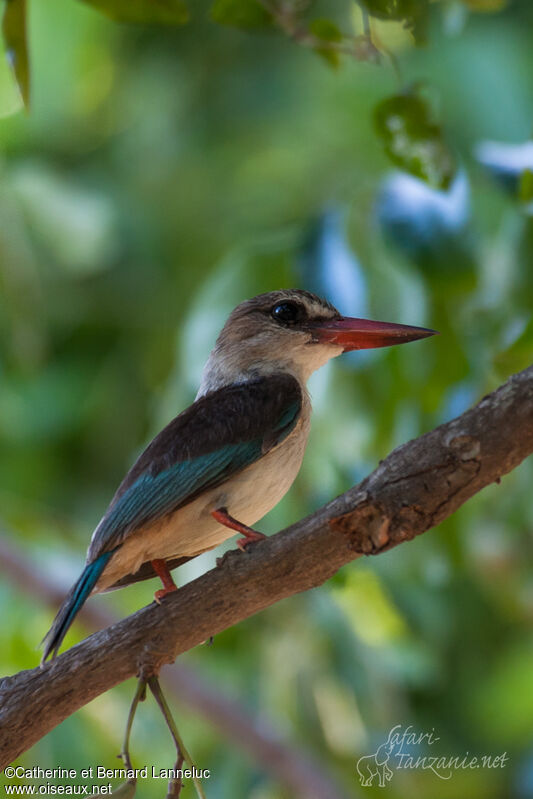 Brown-hooded Kingfisher male adult, identification