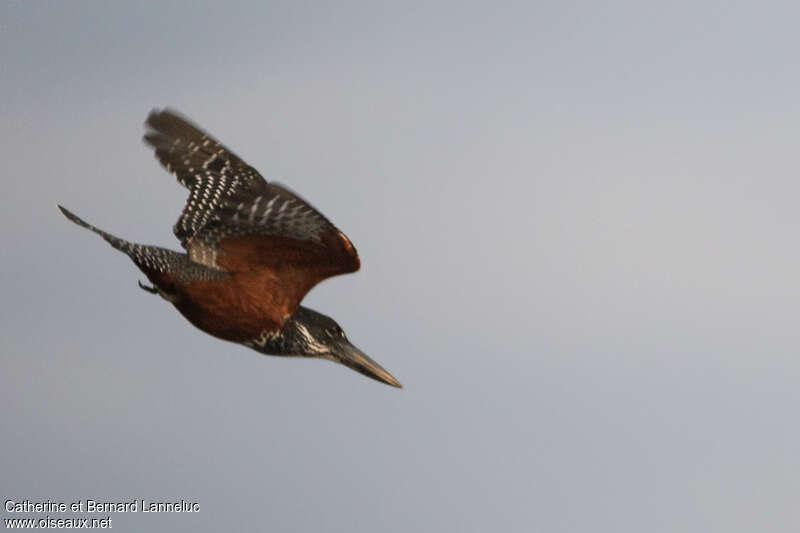 Giant Kingfisher female adult, Flight, fishing/hunting