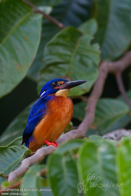 Blue-eared Kingfisher male adult