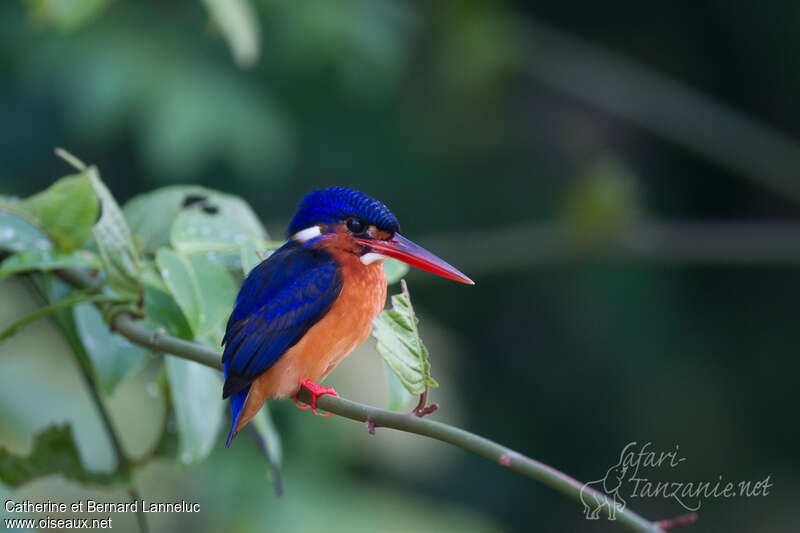 Blue-eared Kingfisher female adult, identification