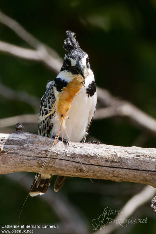 Pied Kingfisher female adult, feeding habits, fishing/hunting