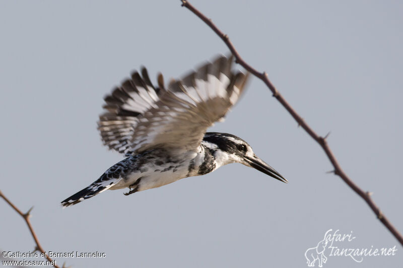 Pied Kingfisher male adult, Flight